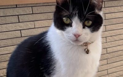 豊川市T様　むぎちゃん