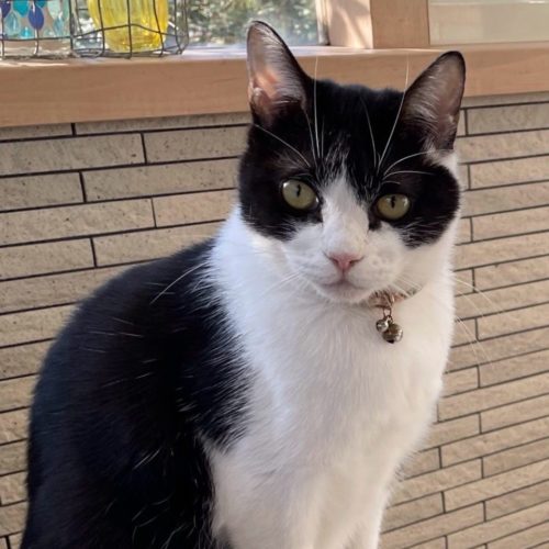 豊川市T様　むぎちゃん