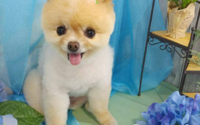 豊橋市M様　すずちゃん