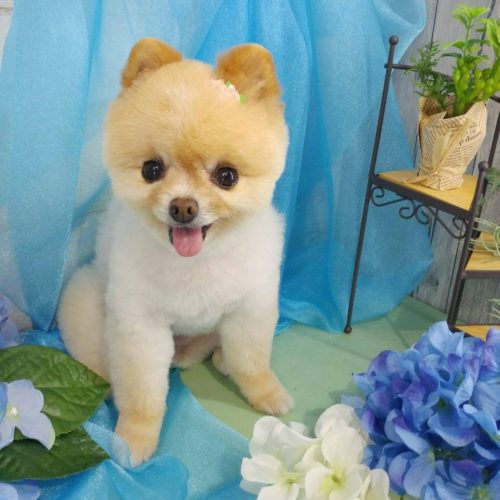 豊橋市M様　すずちゃん