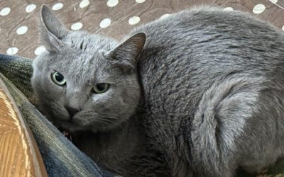 豊橋市O様　ラグくん