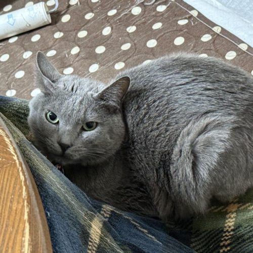 豊橋市O様　ラグくん