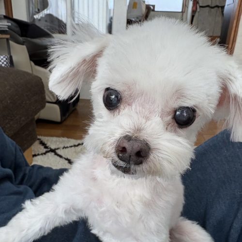 豊橋市M様　ココちゃん