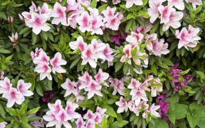 季節の移り変わり