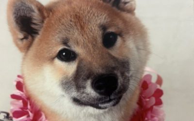 田原市I様　サクラちゃん