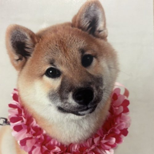 田原市I様　サクラちゃん