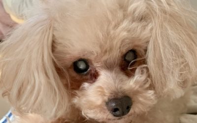 豊橋市M様　あずきちゃん