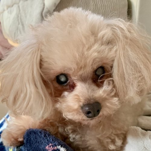 豊橋市M様　あずきちゃん