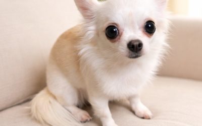 豊橋市O様　クリームちゃん